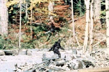 bigfoot saquatch patterson gimlin film bigfoot