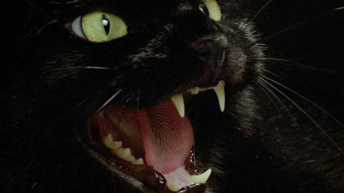 two evil eyes cat hiss