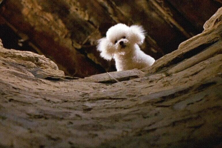 Precious-Silence-of-the-Lambs -remastered-Softness